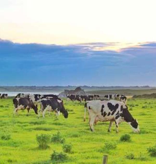 Hoofdfoto Bannow Bay Seaside Farm Motorhome Park