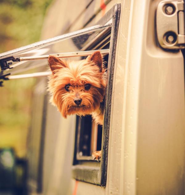 Je hond mee op campervakantie